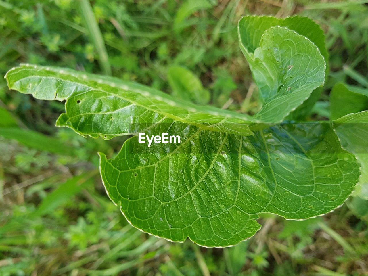 CLOSE-UP OF FRESH GREEN PLANT