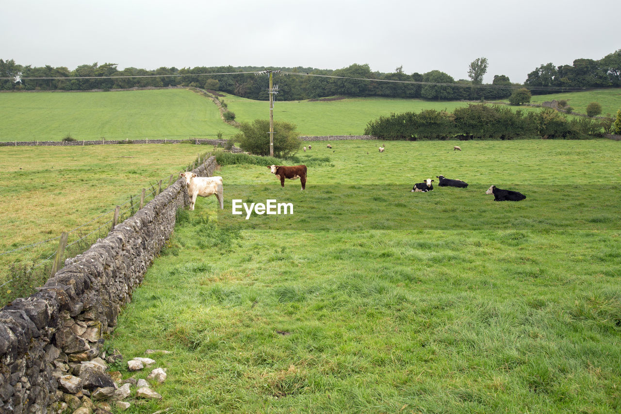 COWS GRAZING IN FIELD