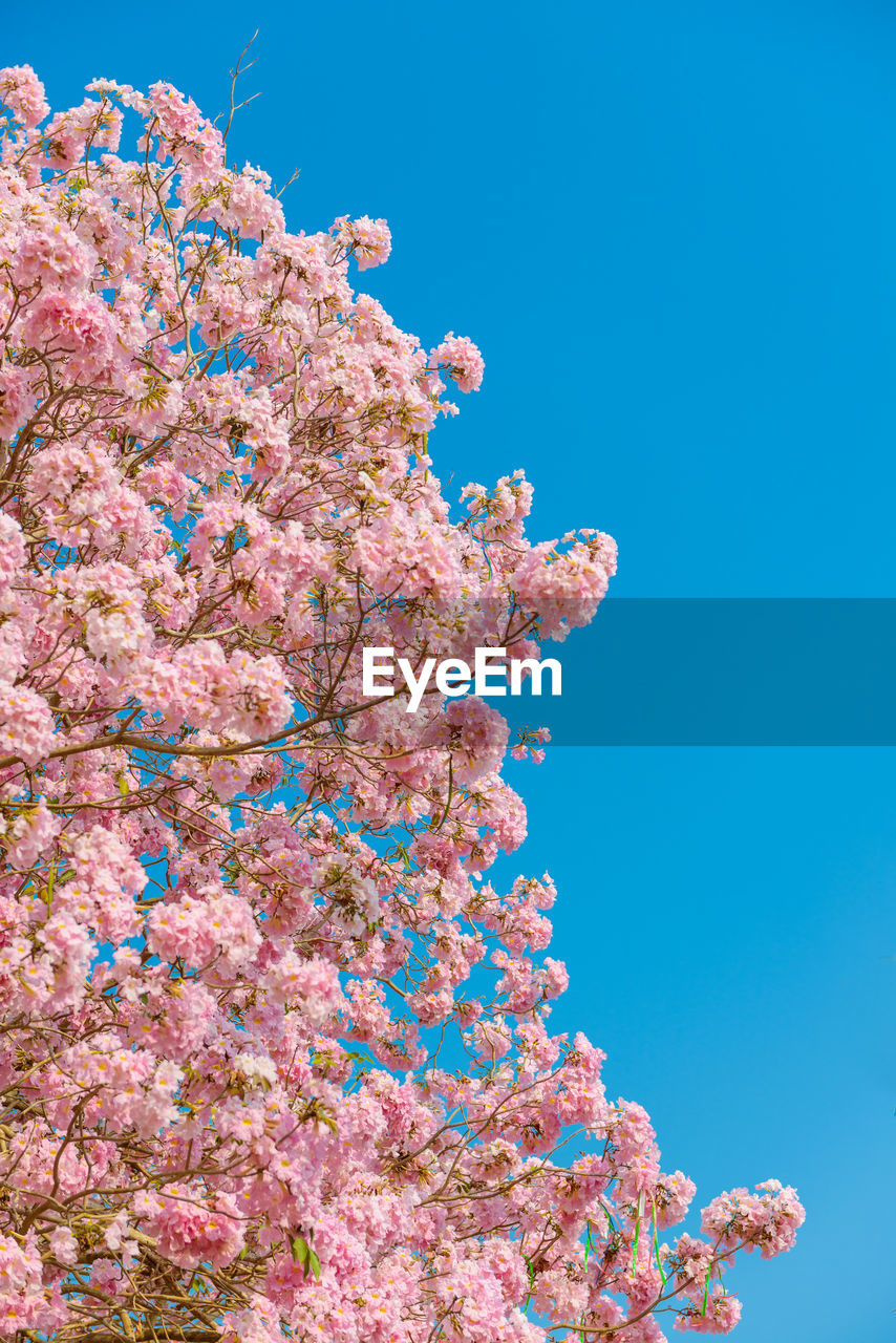 LOW ANGLE VIEW OF PINK CHERRY BLOSSOMS AGAINST BLUE SKY