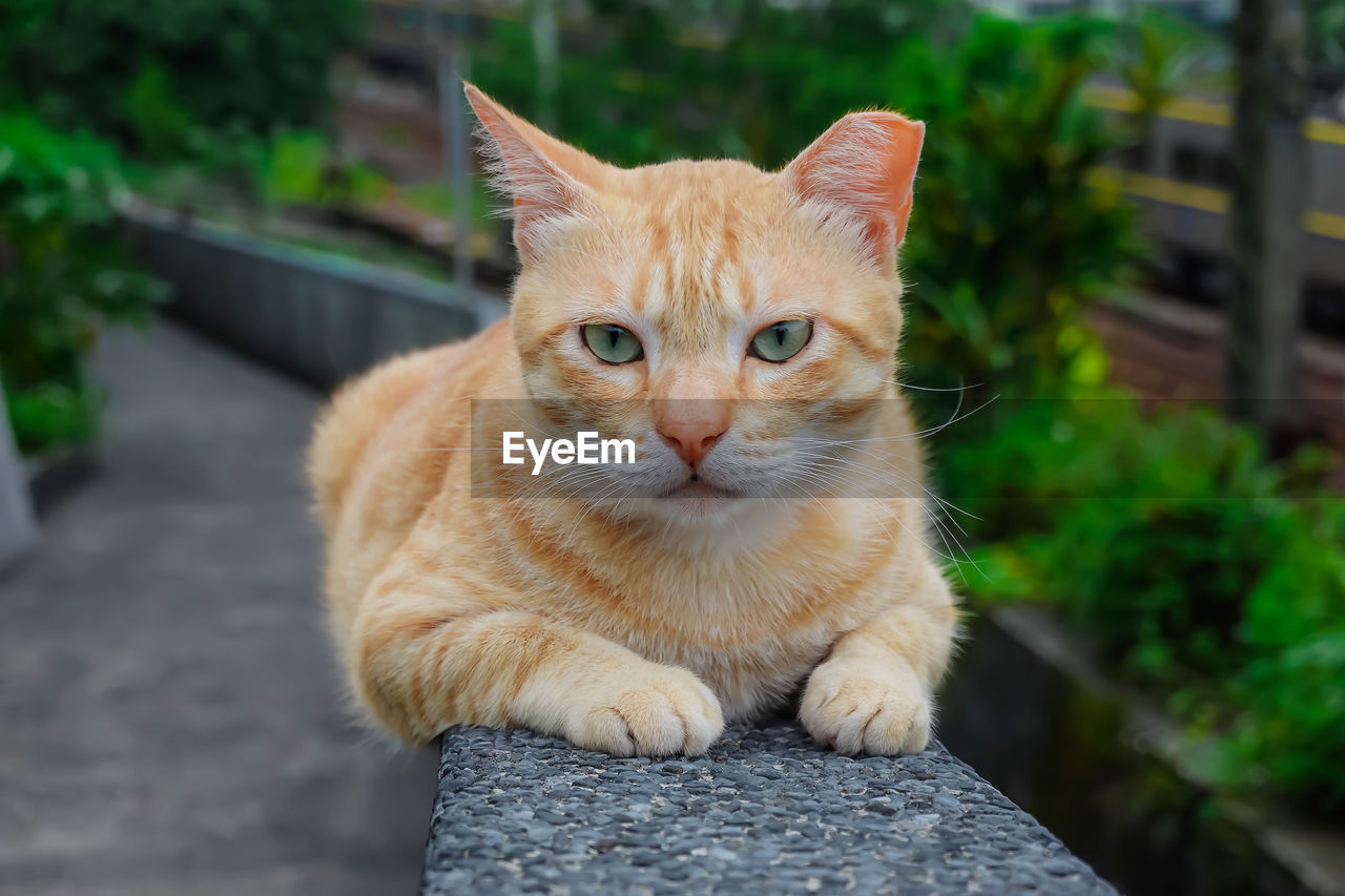 CLOSE-UP PORTRAIT OF CAT ON OUTDOORS