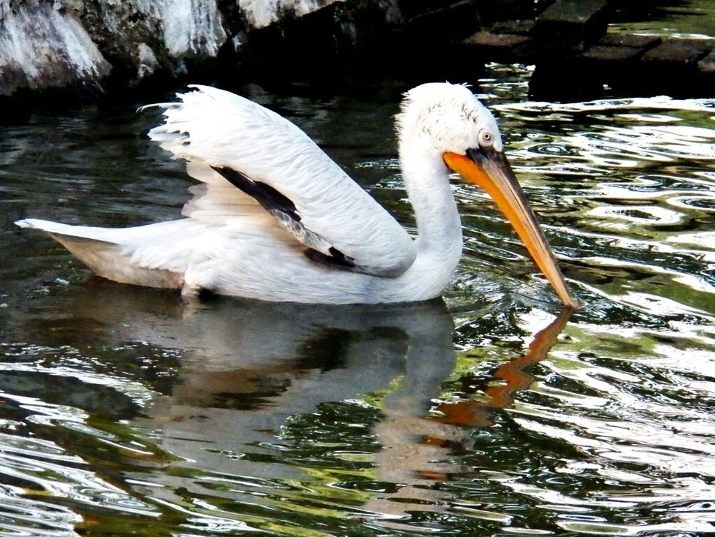 White pelican swimming in lake