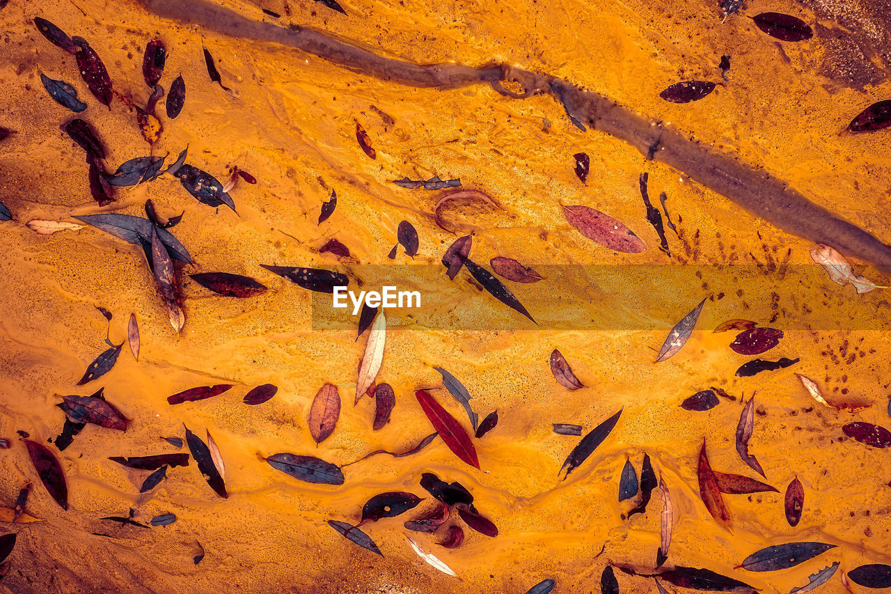 Colored leaves on golden sand