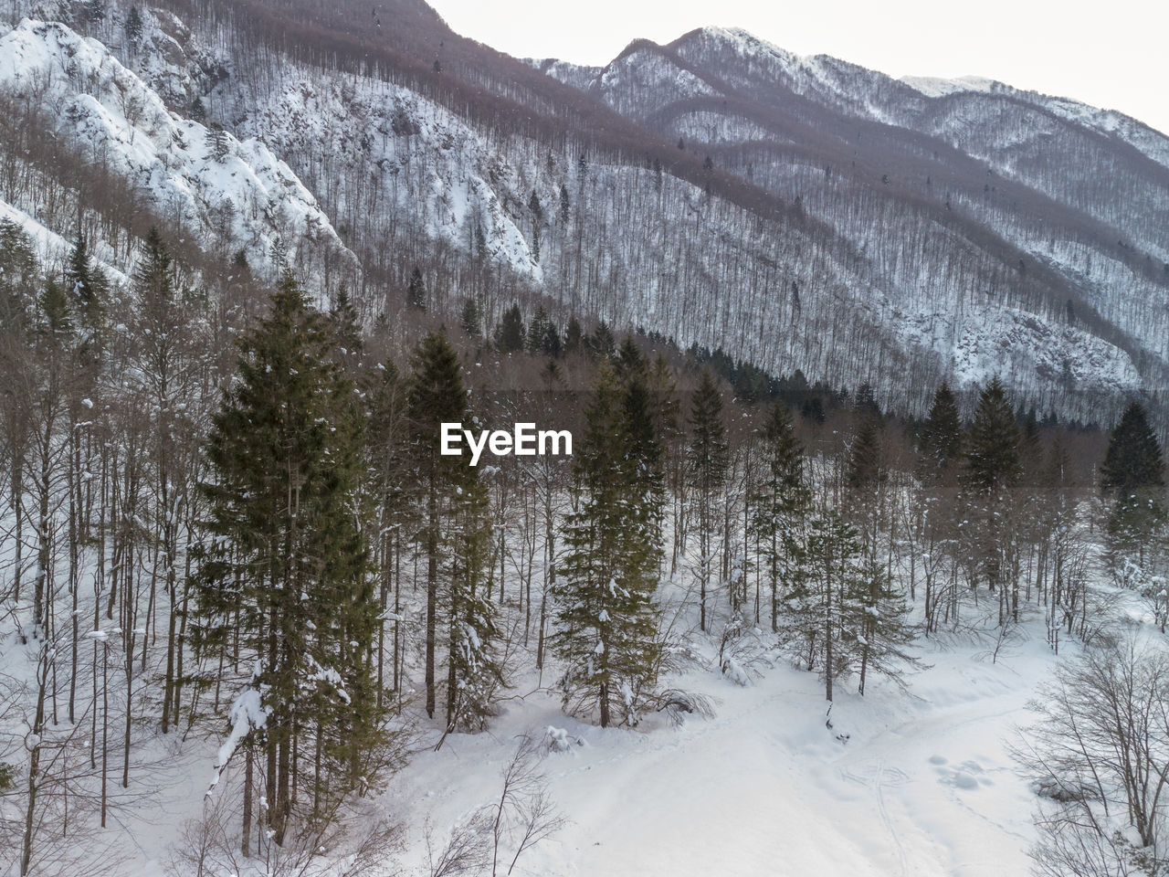 PINE TREES IN FOREST