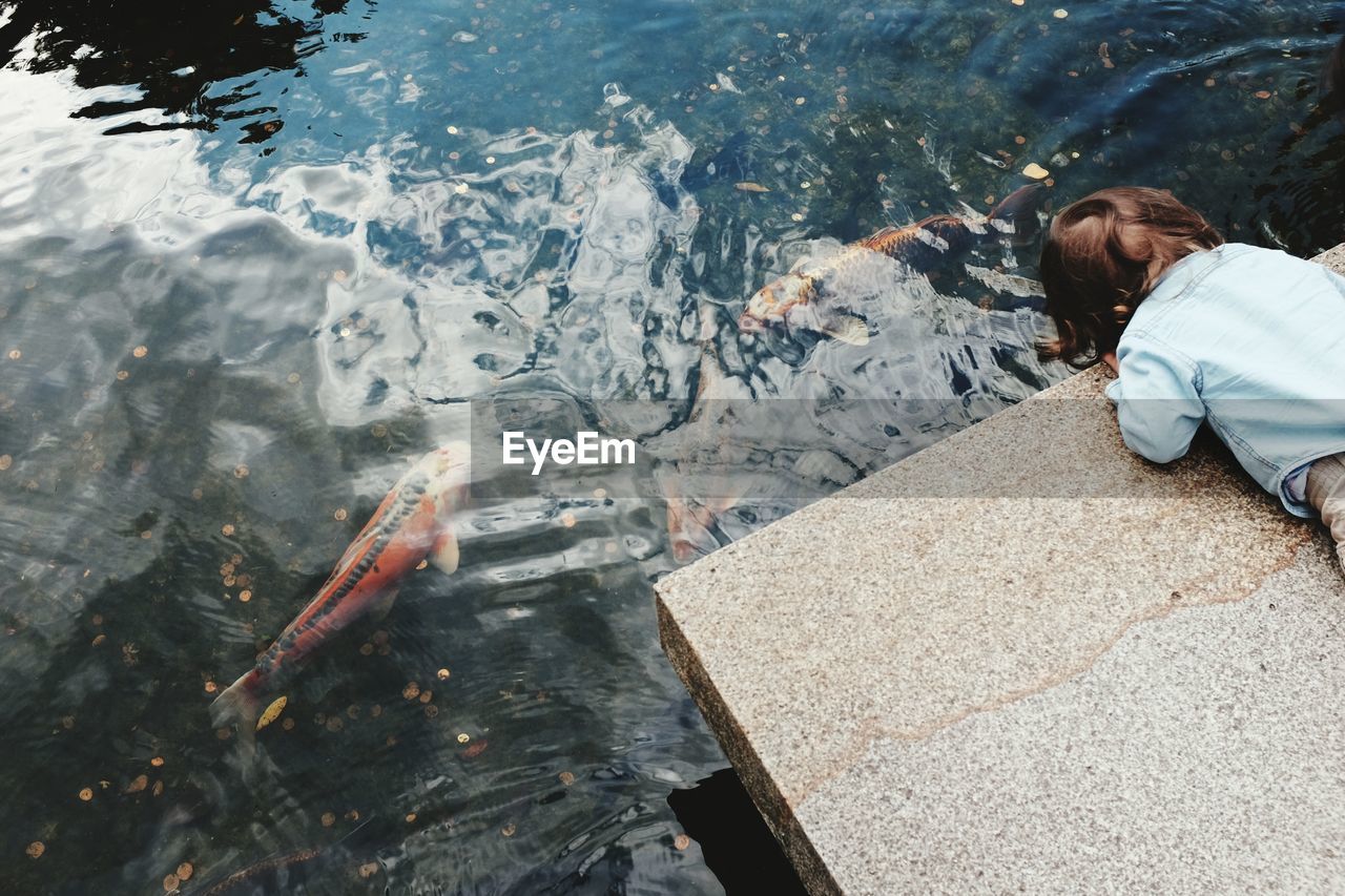 High angle view of boy looking at koi carps in pond