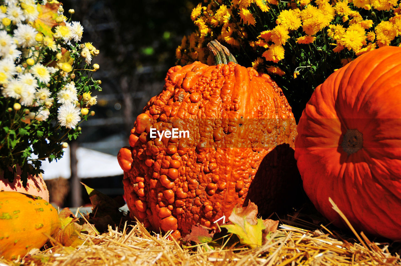 High angle view of pumpkins on field