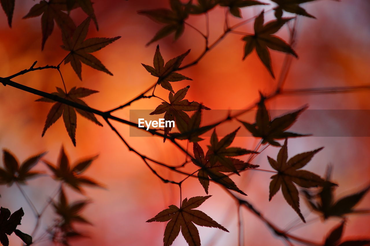 Close-up of maple leaves against orange sky