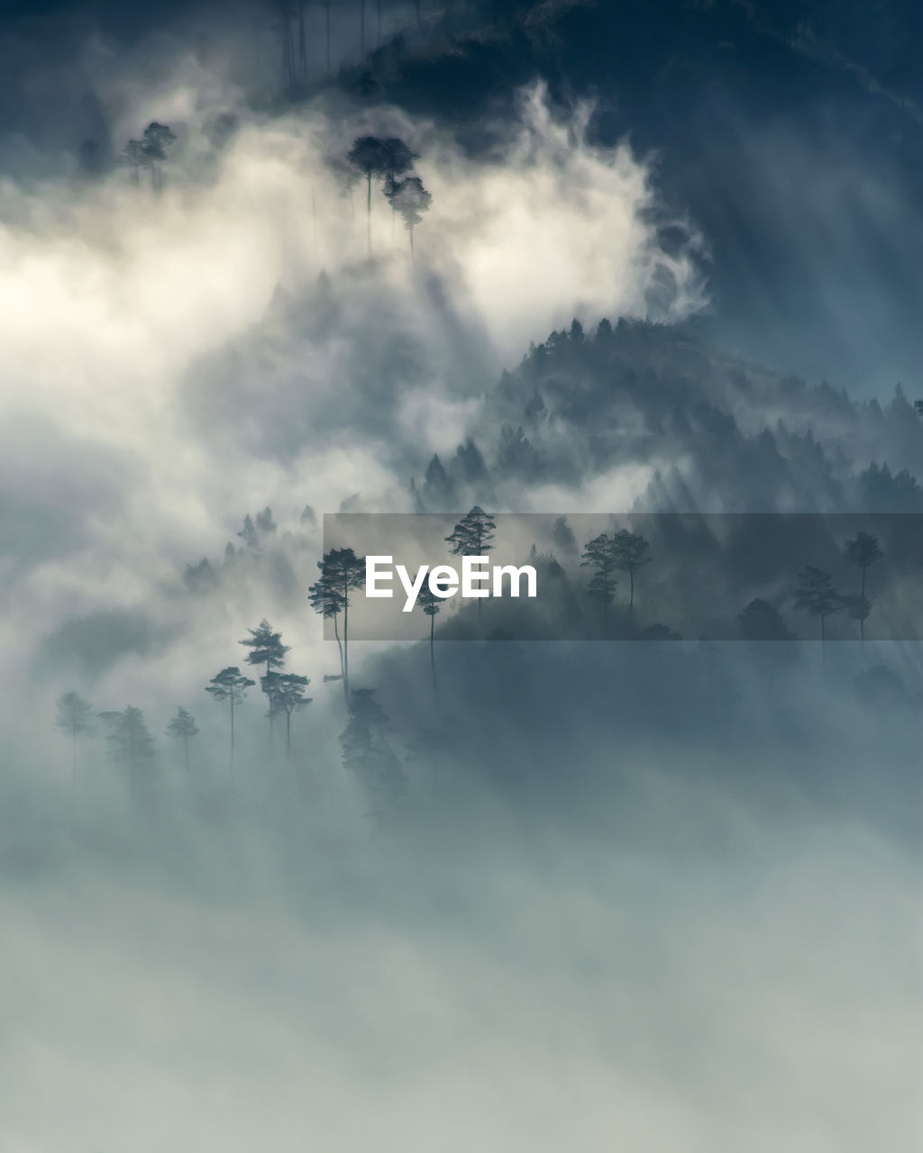 Aerial view of trees amidst fog