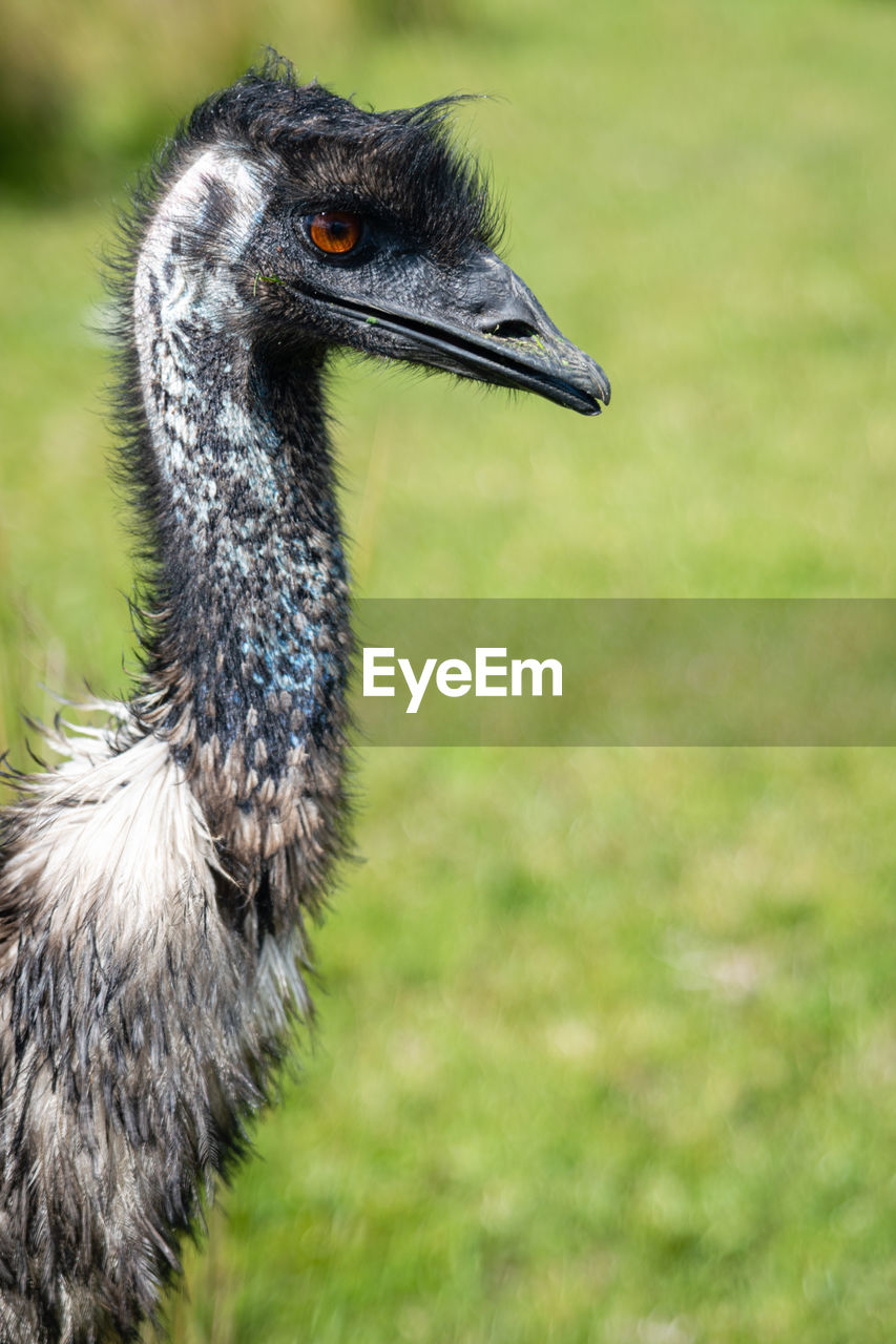 Close-up of emu bird on field