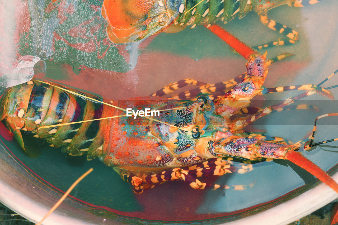food, crustacean, seafood, lobster, animal, water, no people, food and drink, animal themes, sea, homarus, nature, high angle view, american lobster, freshness