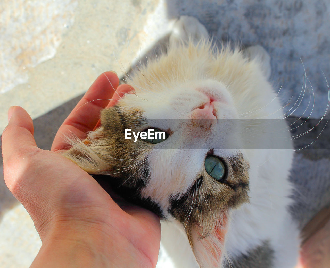 CLOSE-UP OF HAND WITH CAT