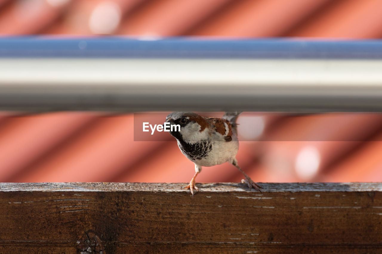 CLOSE-UP OF BIRD PERCHING ON METAL FENCE