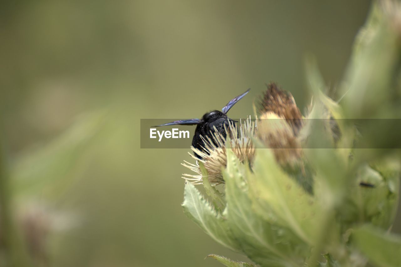 Close-up of bee pollinating on flower