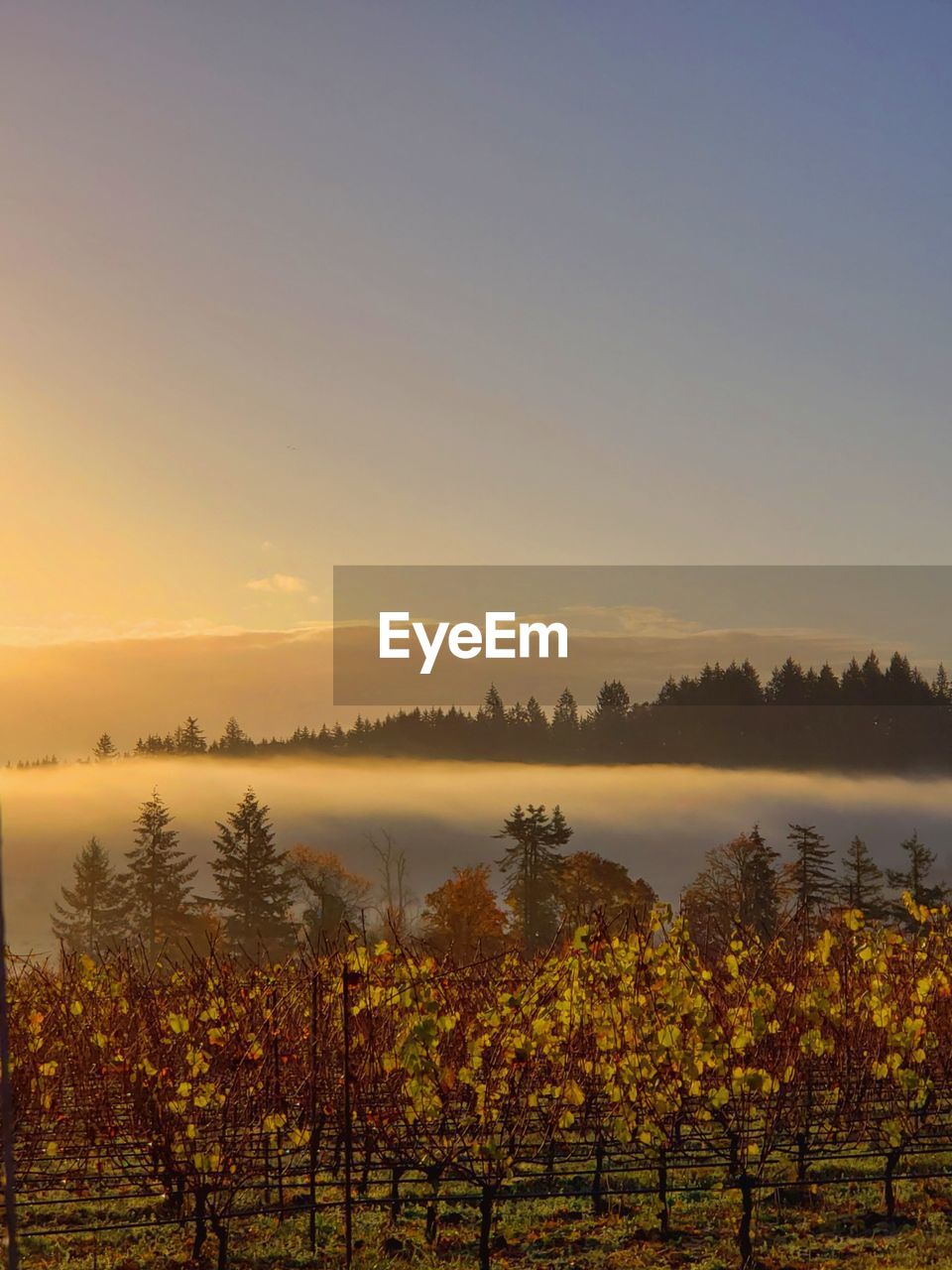 Scenic view of field against sky during sunset