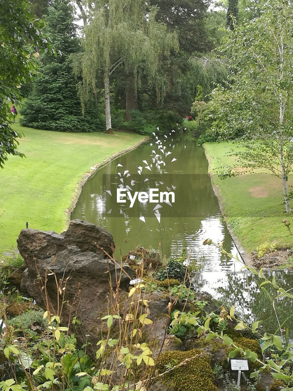 PLANTS BY LAKE IN FOREST