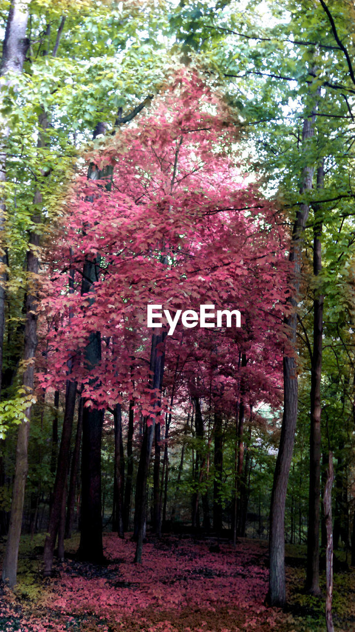 LOW ANGLE VIEW OF FRESH FLOWER TREES IN FOREST