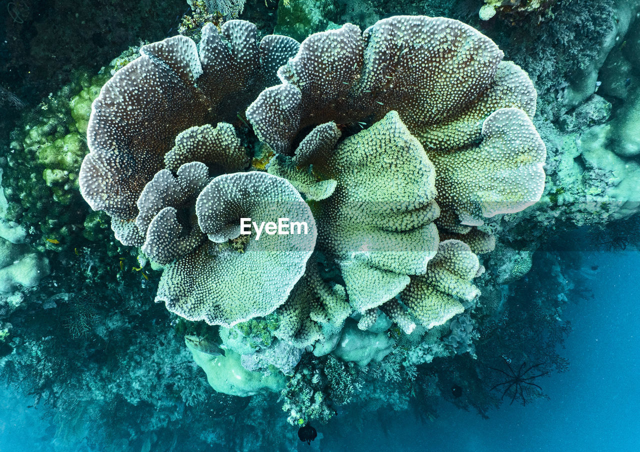 Foliose or hard coral at the great barrie reef