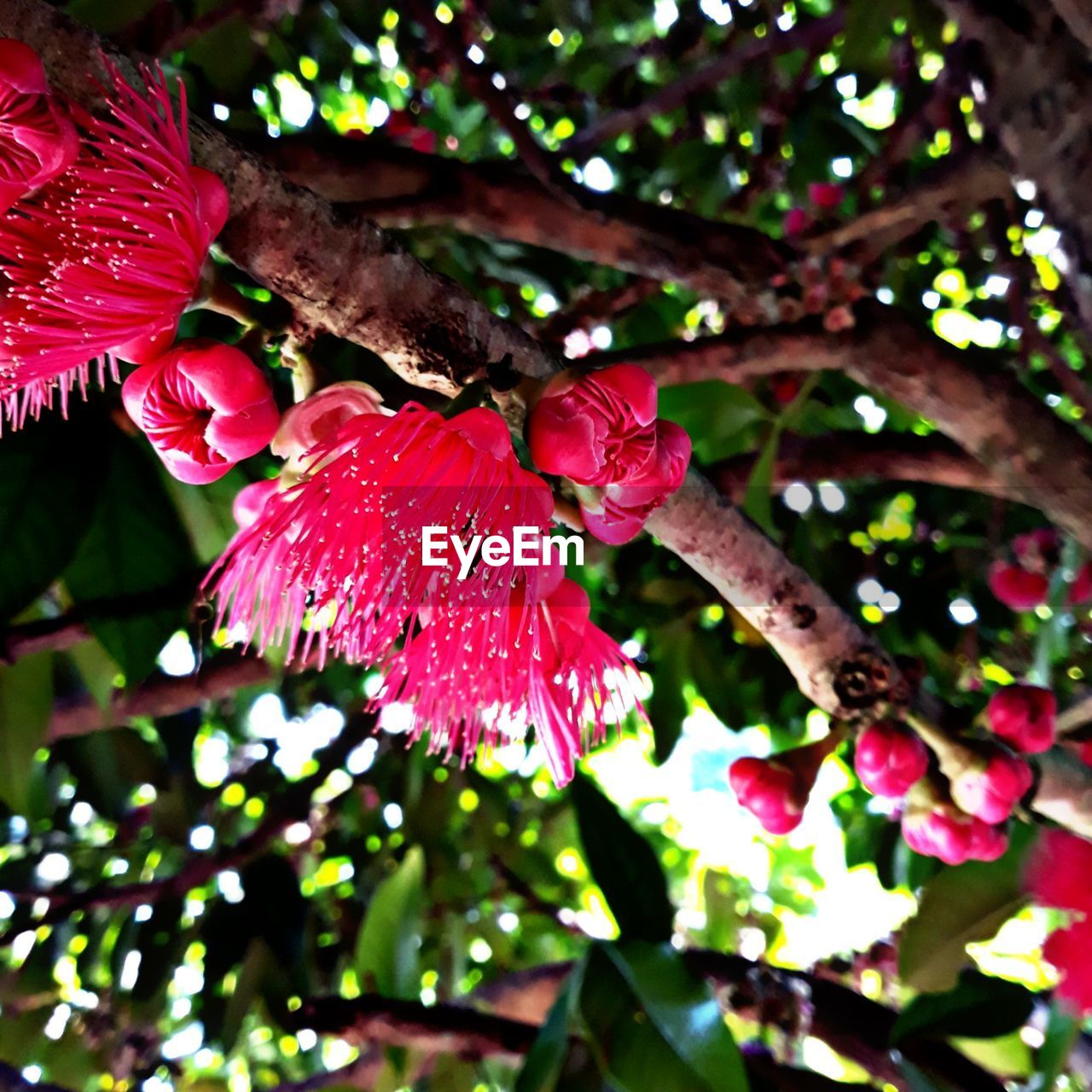 CLOSE-UP OF PINK HIBISCUS