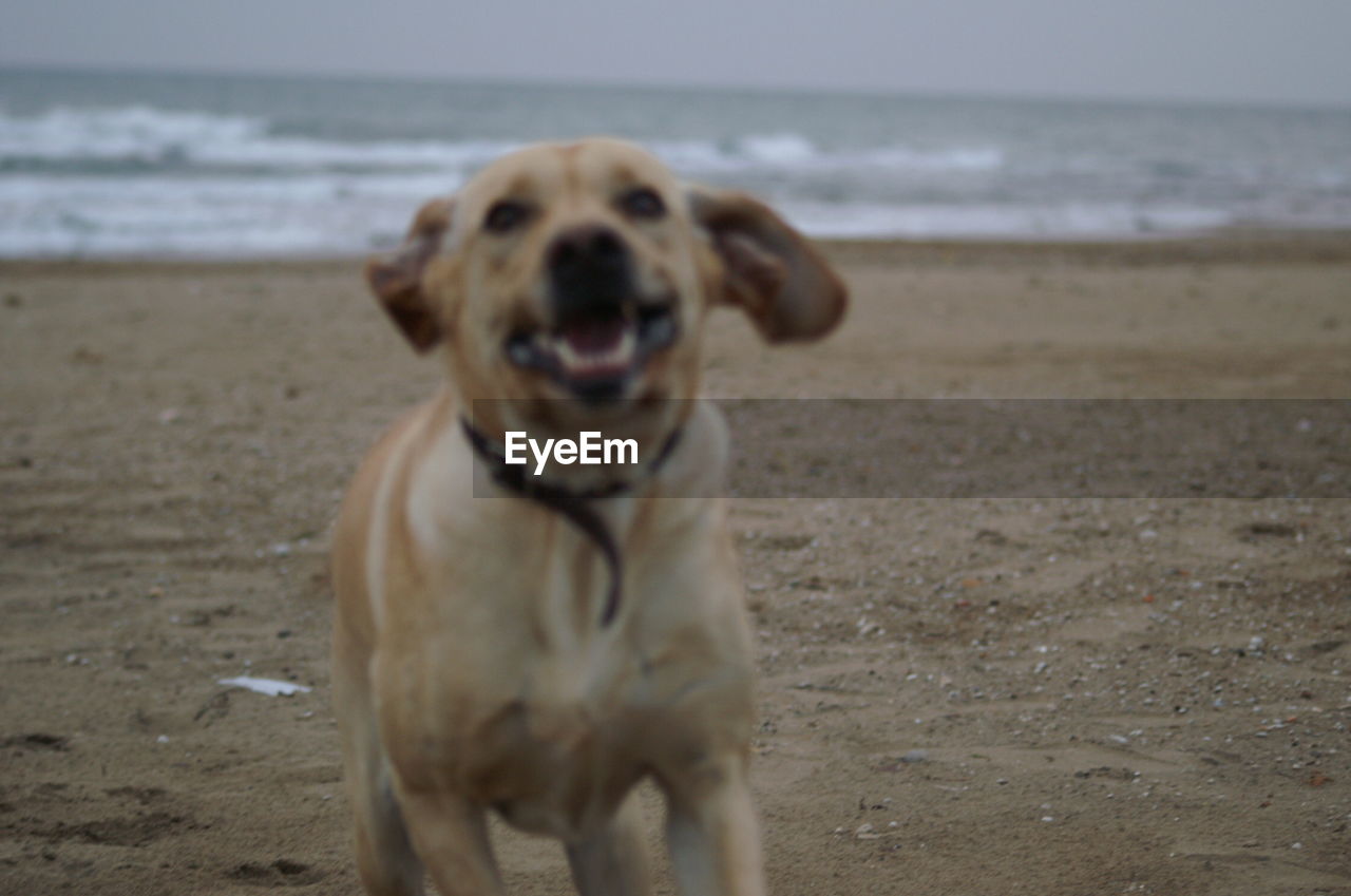 CLOSE-UP OF DOG ON SHORE