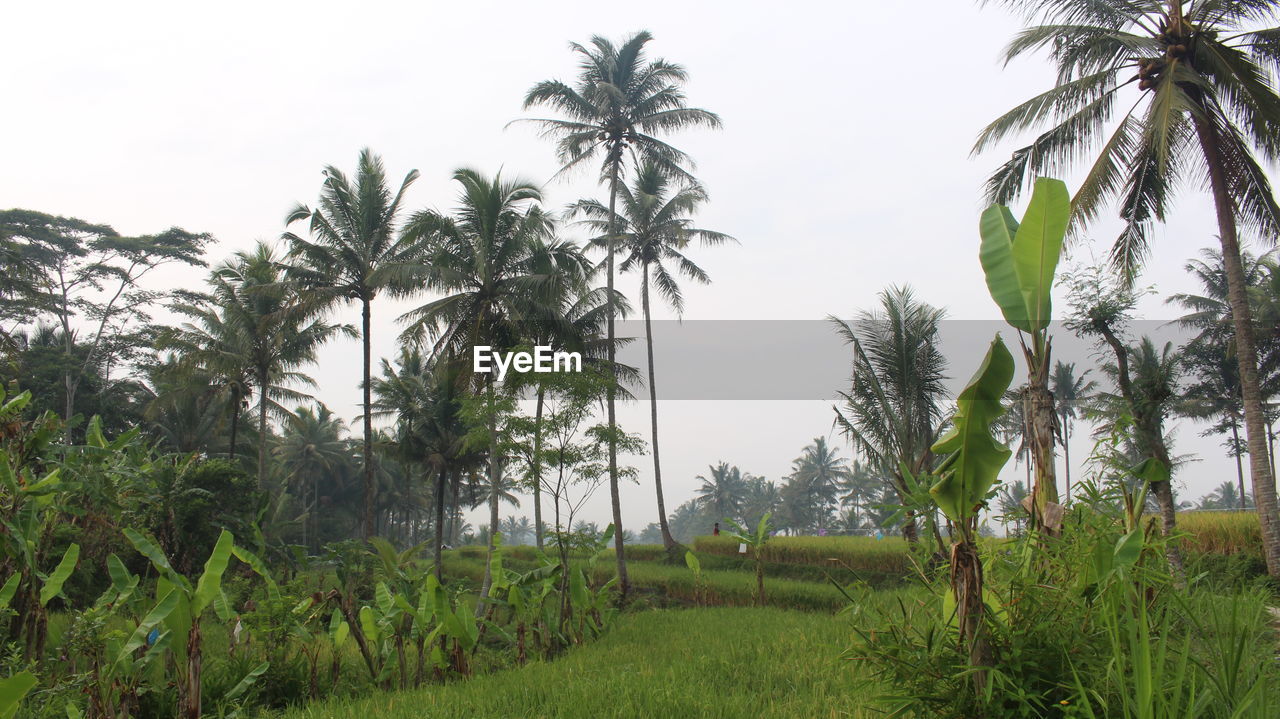 TREES ON FIELD AGAINST SKY