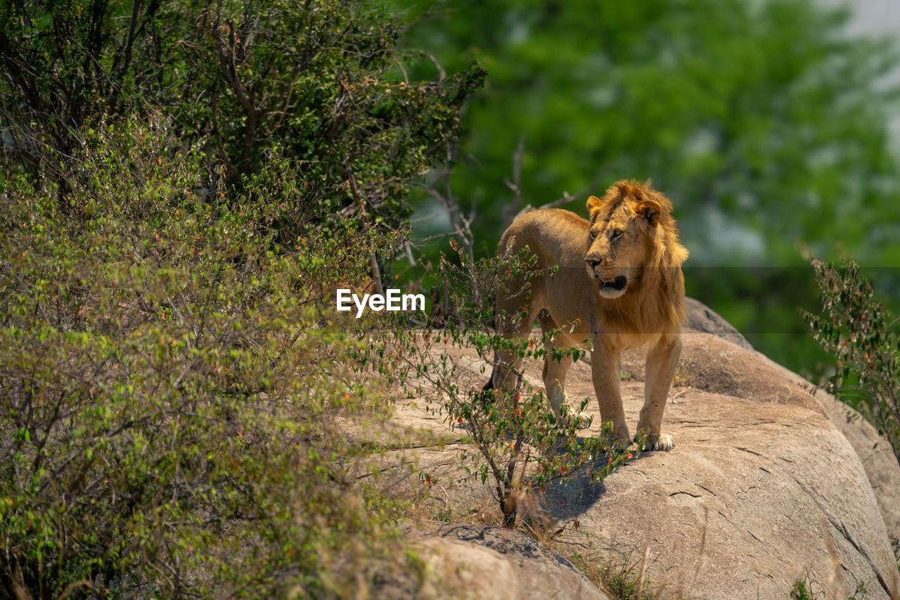 lion running on rock