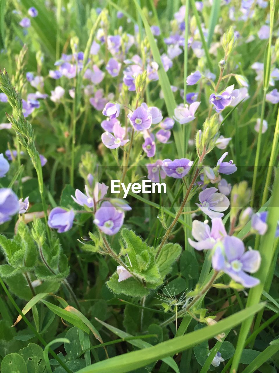 CLOSE-UP OF PURPLE FLOWERS