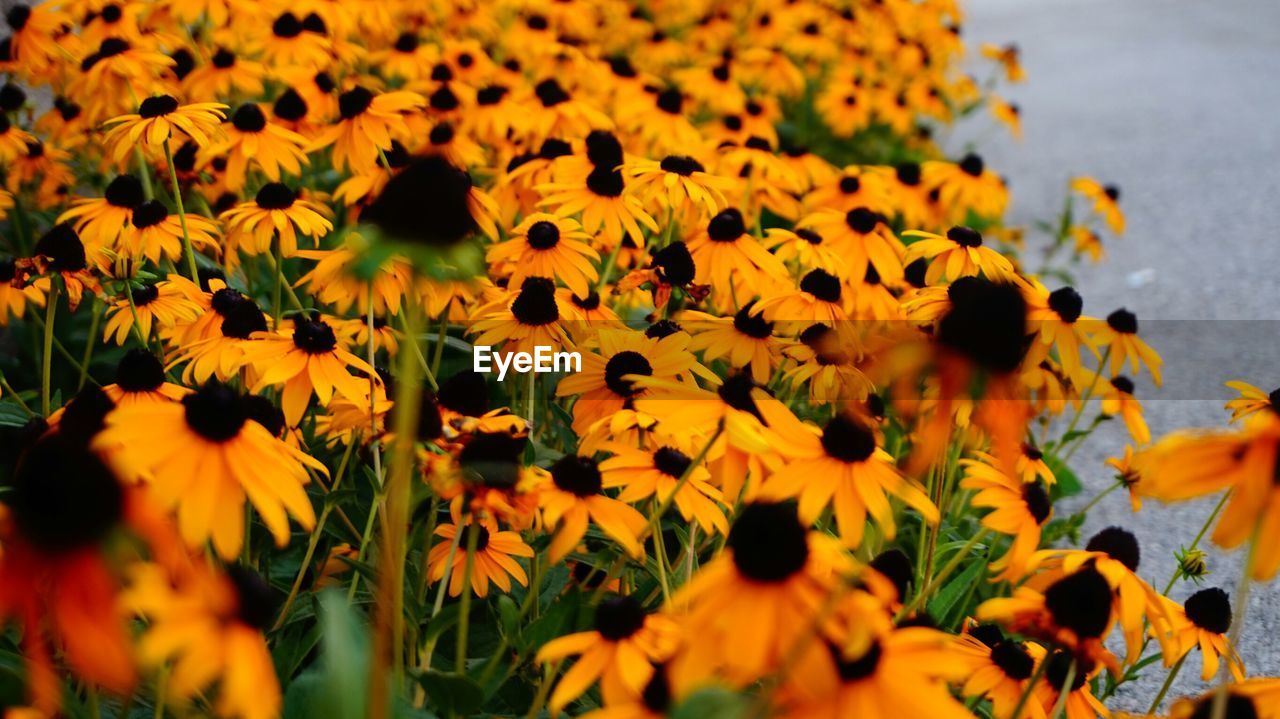 Black-eyed susan flowers blooming outdoors