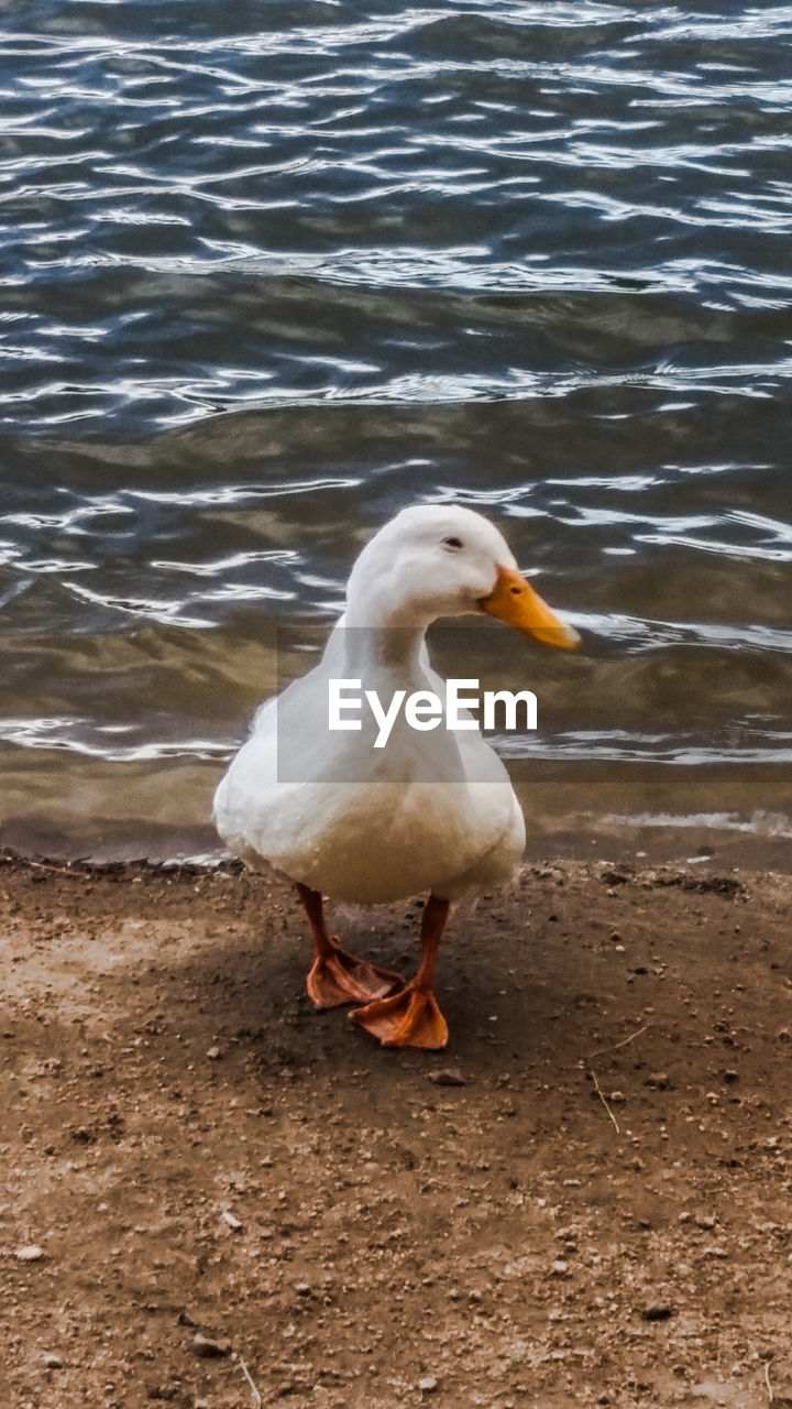 CLOSE-UP OF SWAN ON WATER