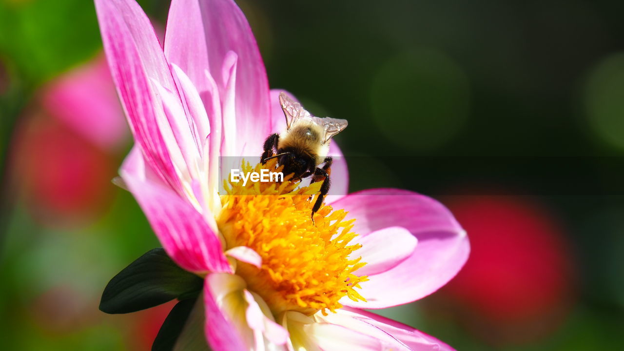 flower, flowering plant, beauty in nature, freshness, animal themes, animal, plant, animal wildlife, insect, fragility, petal, flower head, wildlife, close-up, bee, one animal, macro photography, nature, pink, pollination, growth, focus on foreground, honey bee, pollen, inflorescence, no people, blossom, macro, outdoors, springtime, eating, animal wing, wildflower, yellow, day, feeding, purple, symbiotic relationship, summer