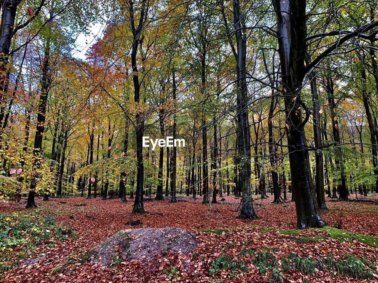 TREES AND PLANTS GROWING IN FOREST DURING AUTUMN