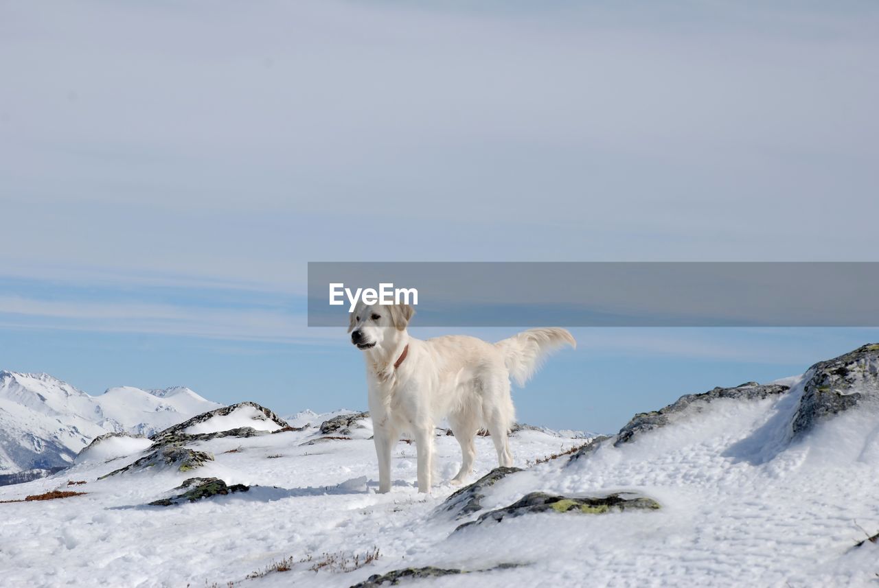 White dog on snow covered mountain against sky