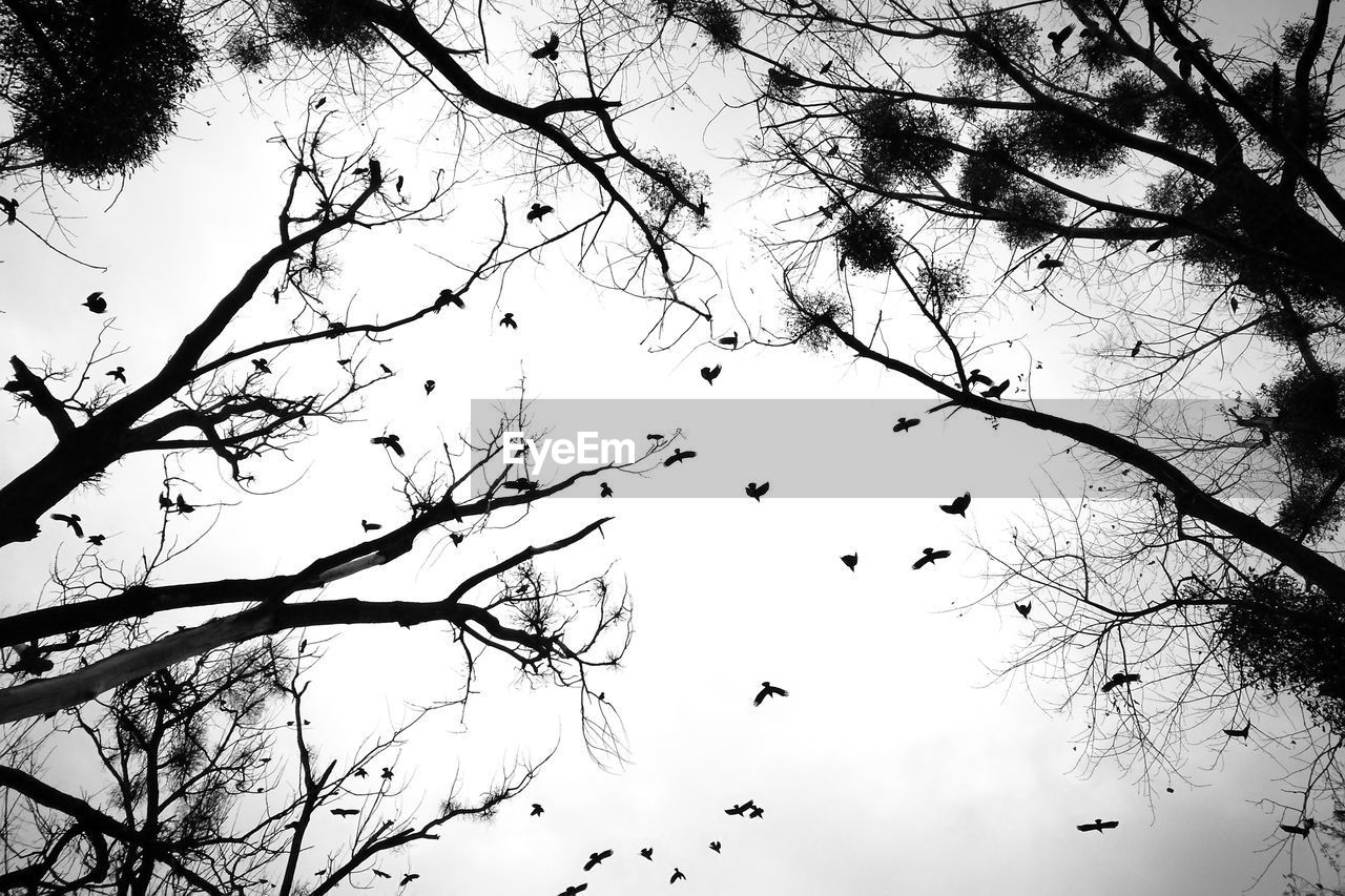 LOW ANGLE VIEW OF SILHOUETTE BIRDS FLYING OVER BARE TREE