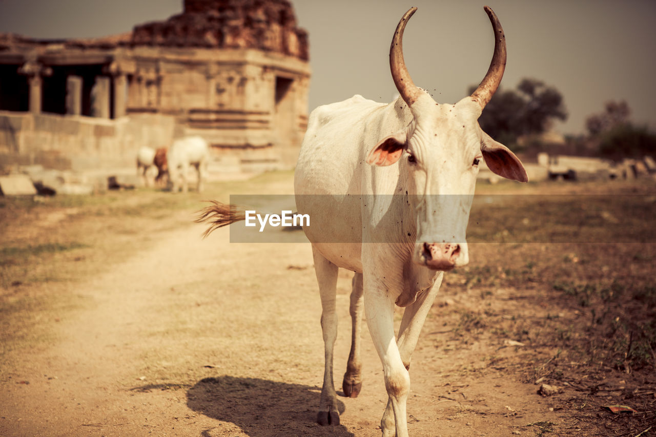 Portrait of cow on footpath against sky