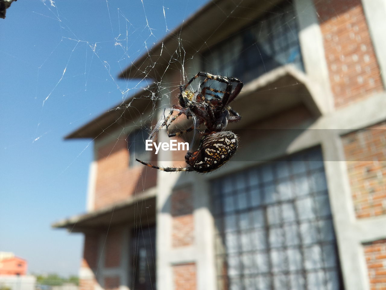 LOW ANGLE VIEW OF BIRD AGAINST HOUSE