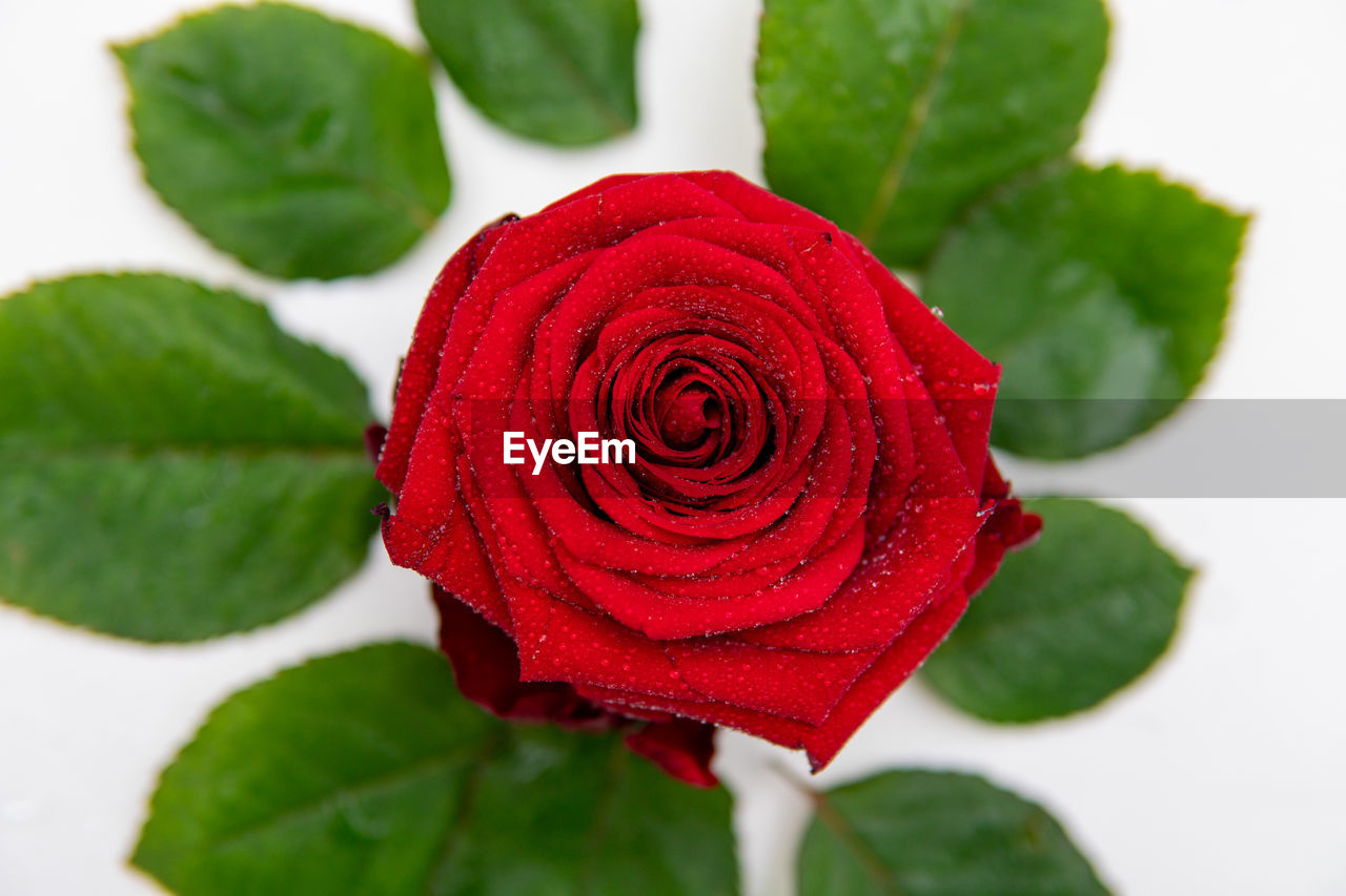 CLOSE-UP OF RED ROSE ON LEAF AGAINST WHITE ROSES