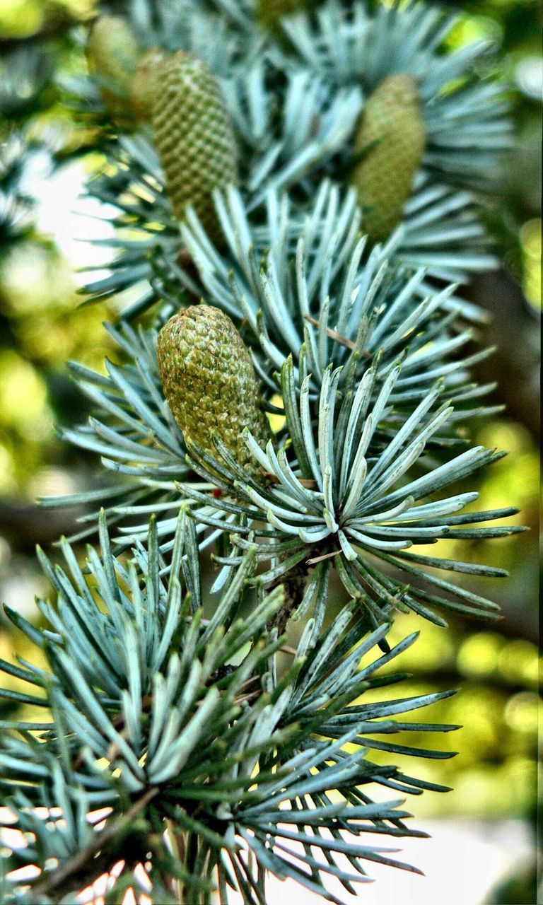 Cones on pine tree