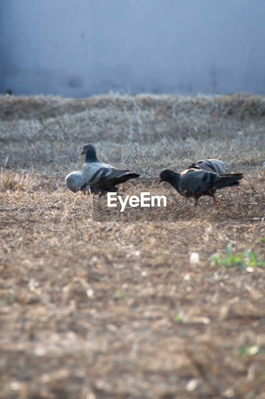 SIDE VIEW OF TWO BIRDS ON LAND