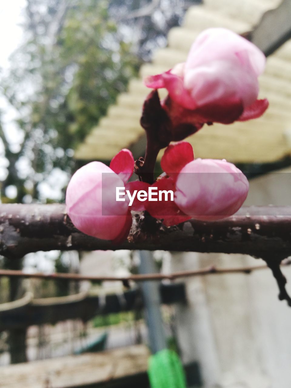 CLOSE-UP OF FRESH PINK FLOWER TREE