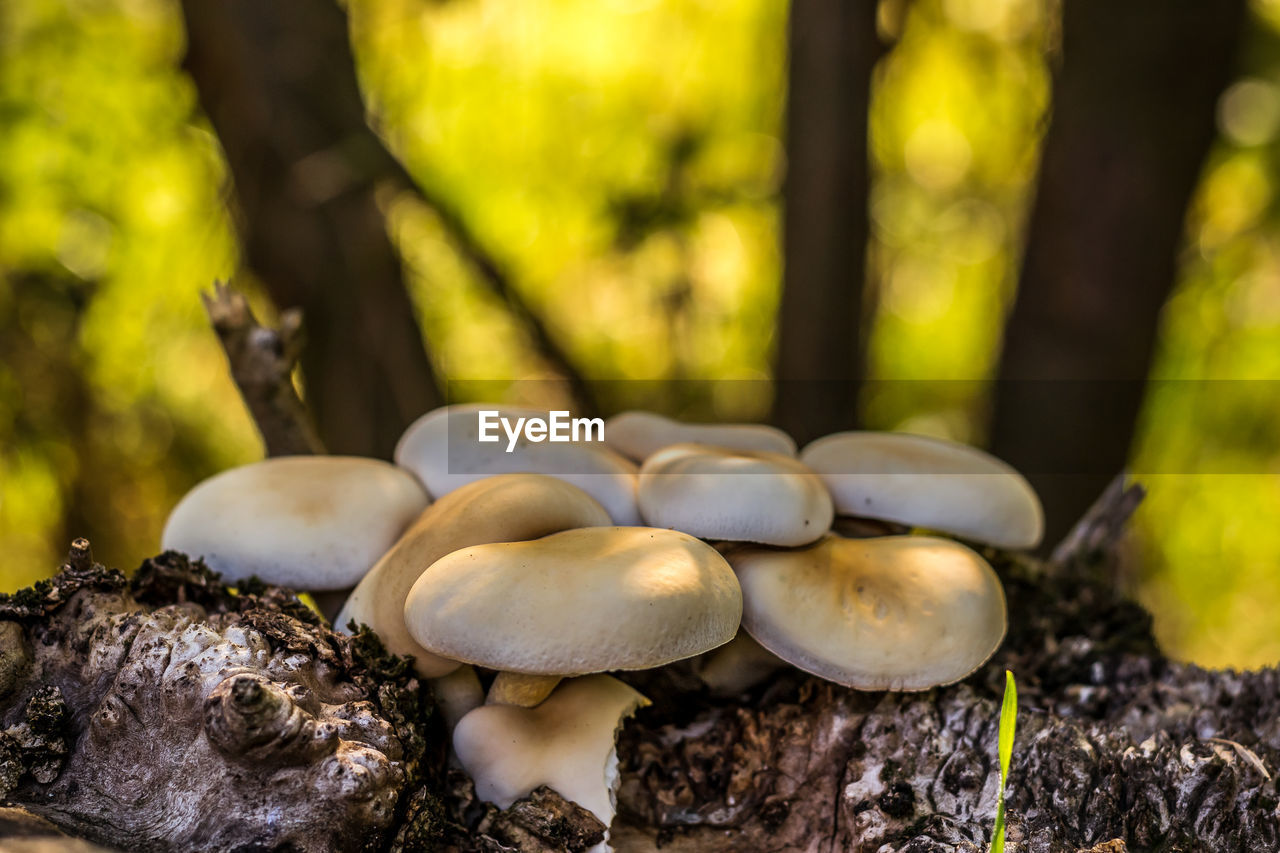 Close-up of mushrooms on tree in forest