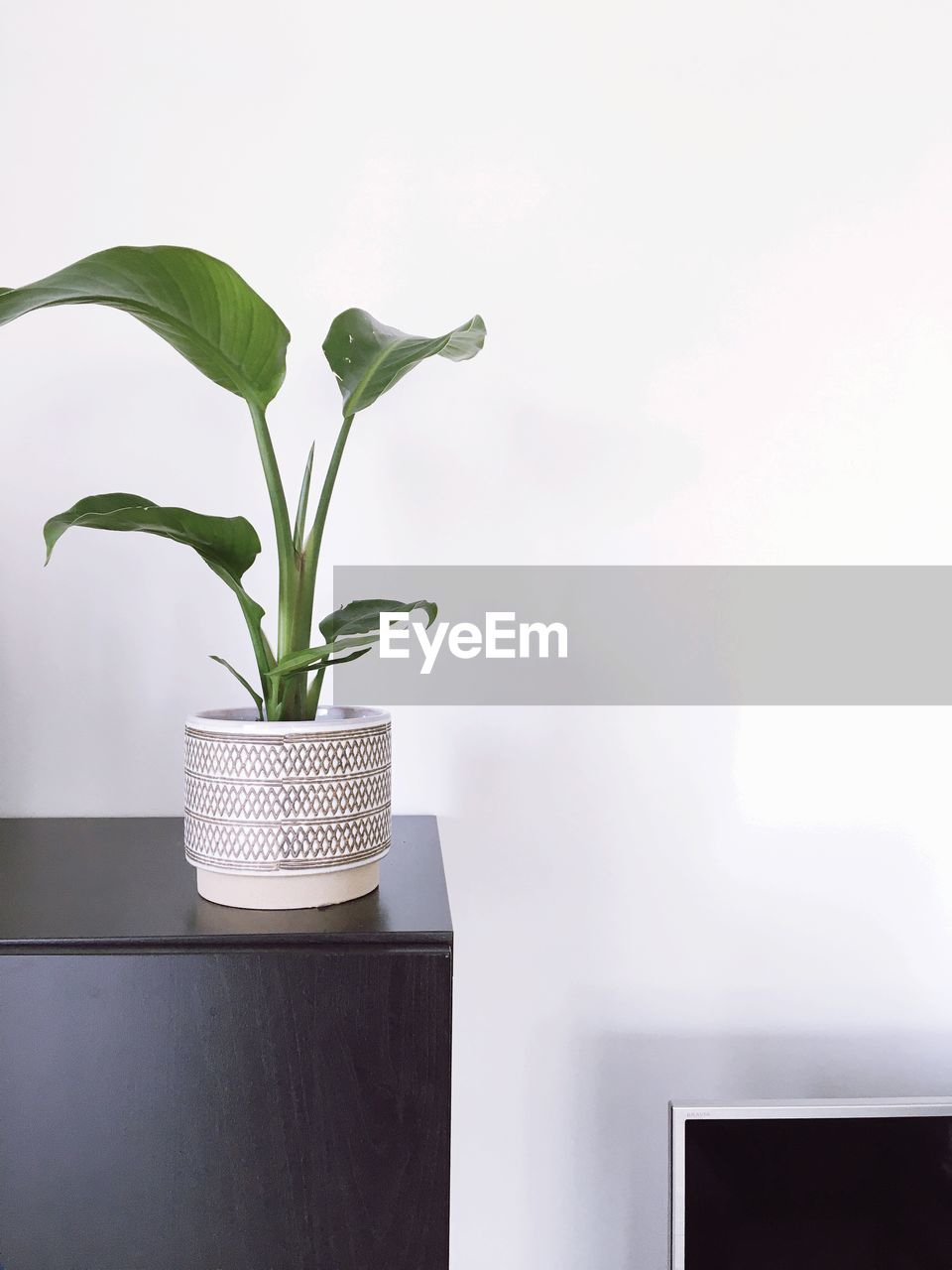 Close-up of potted plant on table against wall at home