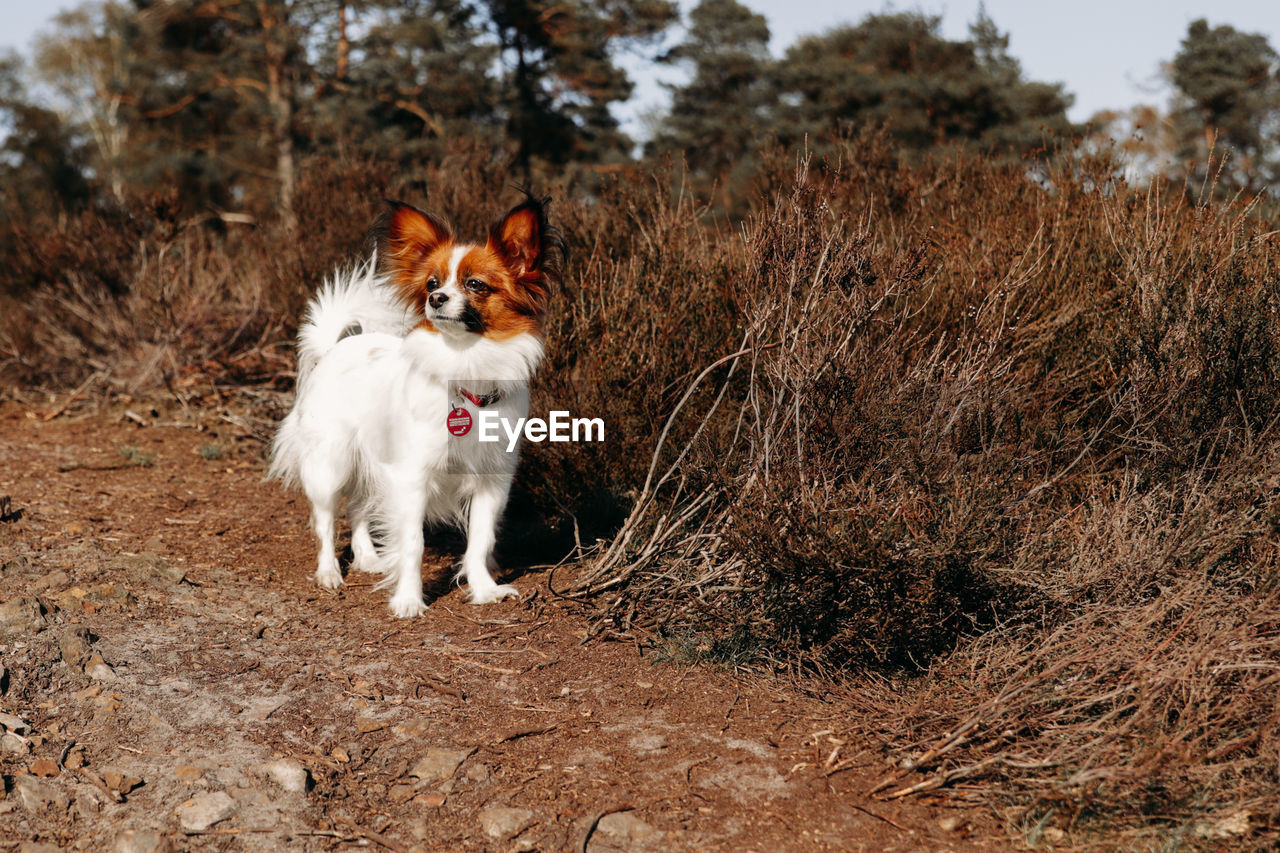 VIEW OF DOG ON FIELD