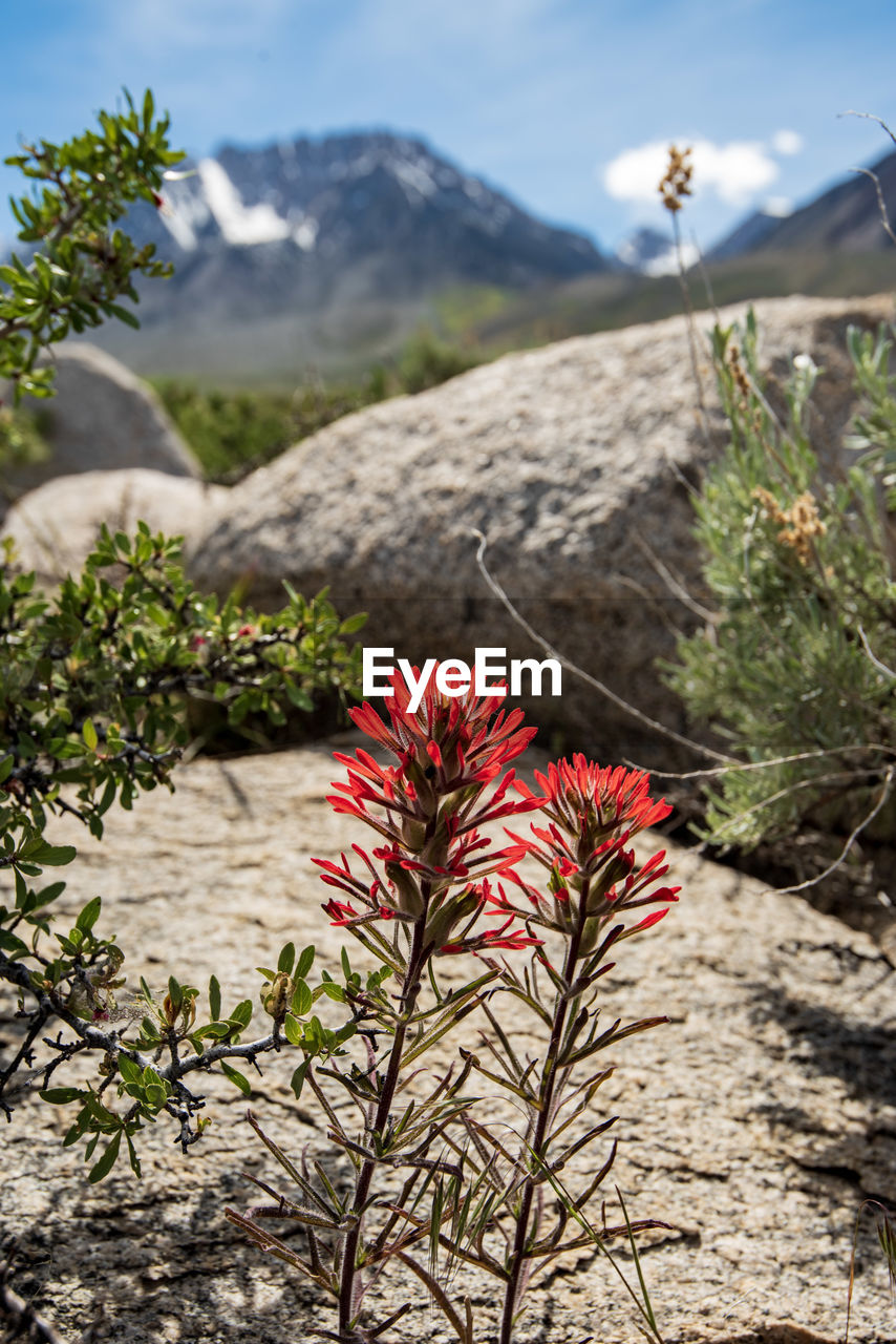 Close-up of red flowering indian paintbrush wildflowers plant against sky