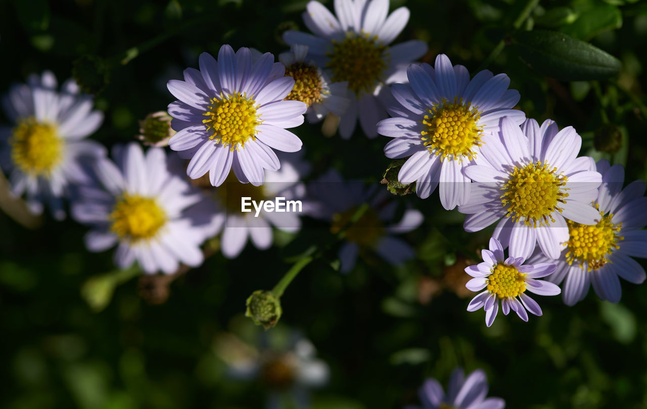 Daisies on a sunny day