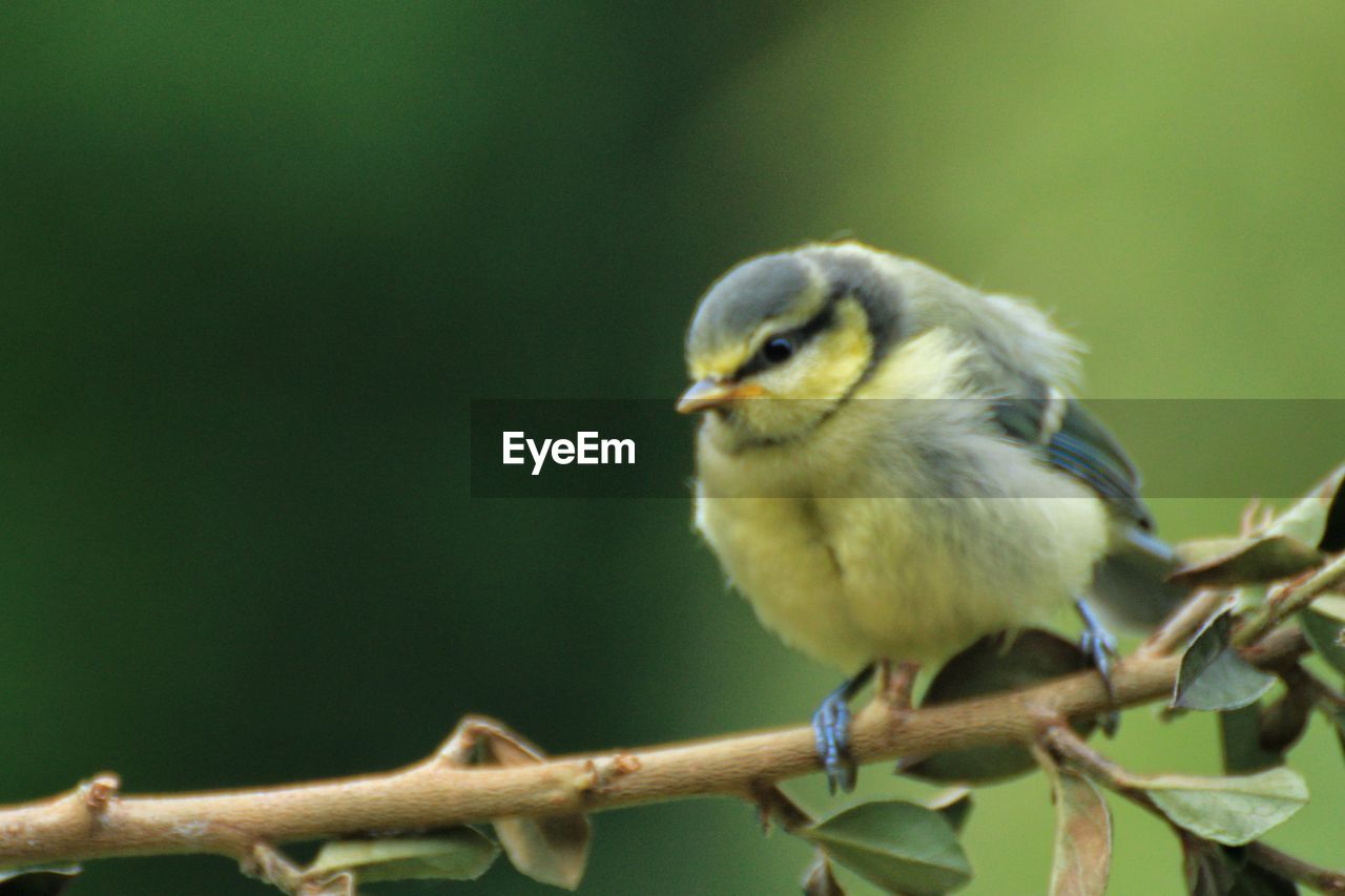 bird, animal themes, animal, animal wildlife, one animal, wildlife, beak, branch, perching, nature, tree, no people, plant, sparrow, focus on foreground, day, outdoors, close-up, full length