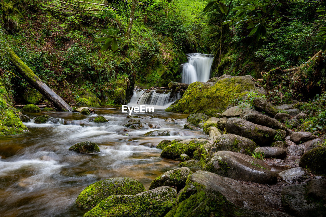 Scenic view of waterfall in forest