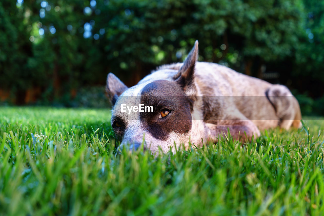 Close-up of dog lying on grass in back yard