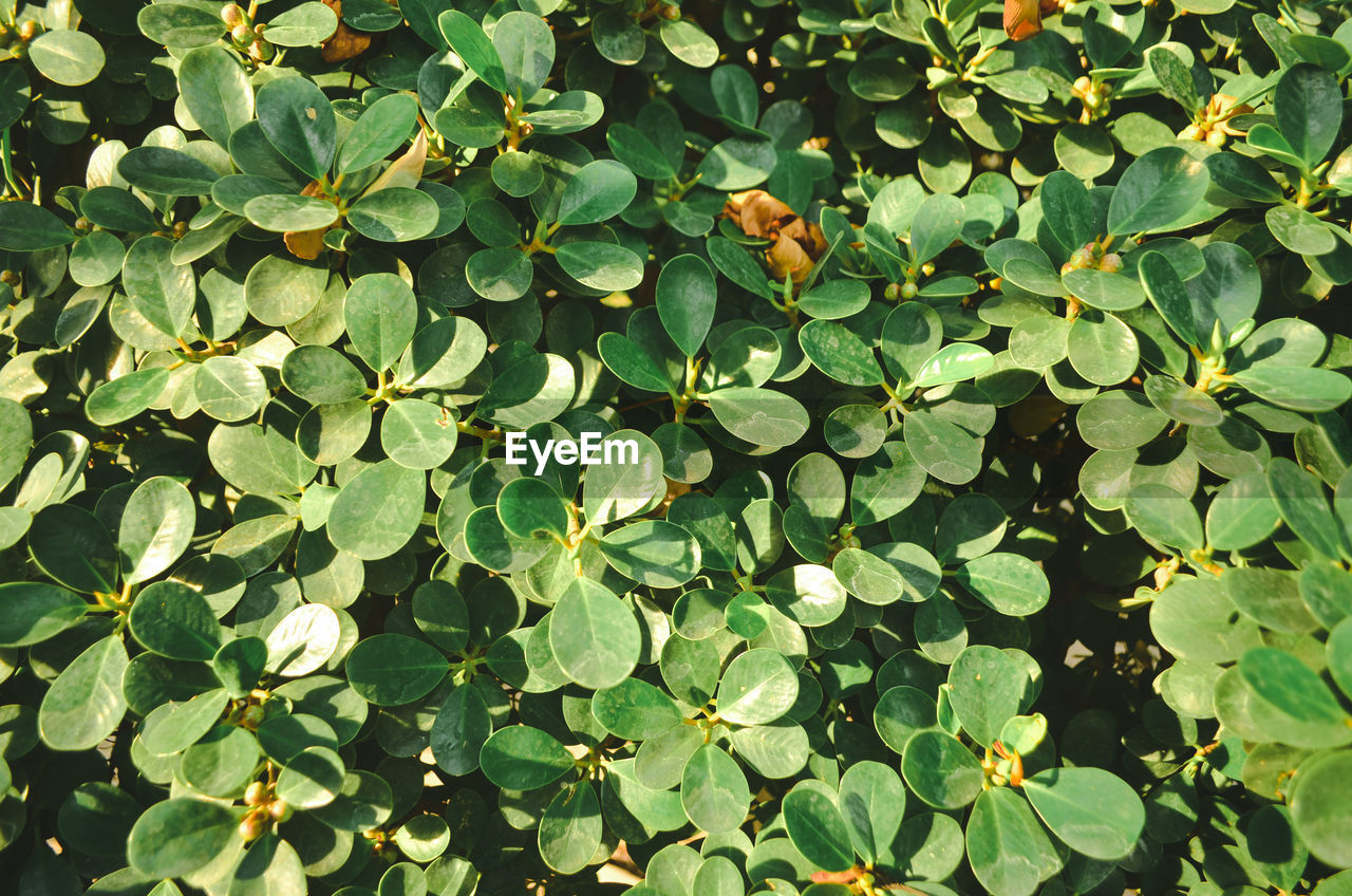 High angle view of leaves on plant