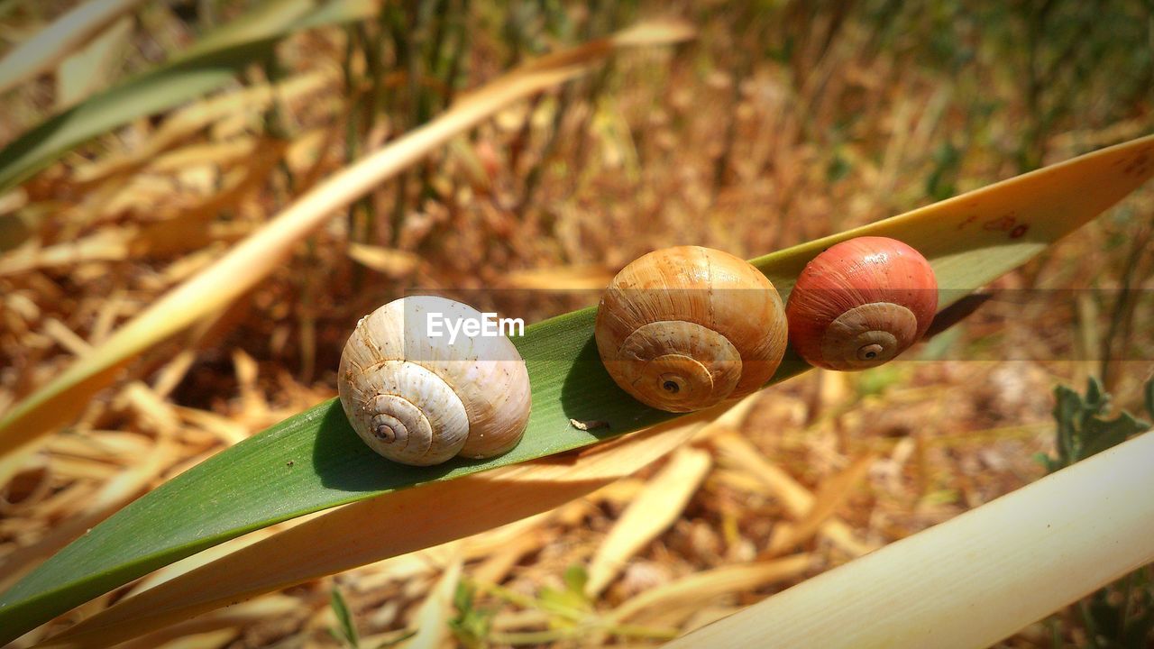 CLOSE-UP OF SNAIL