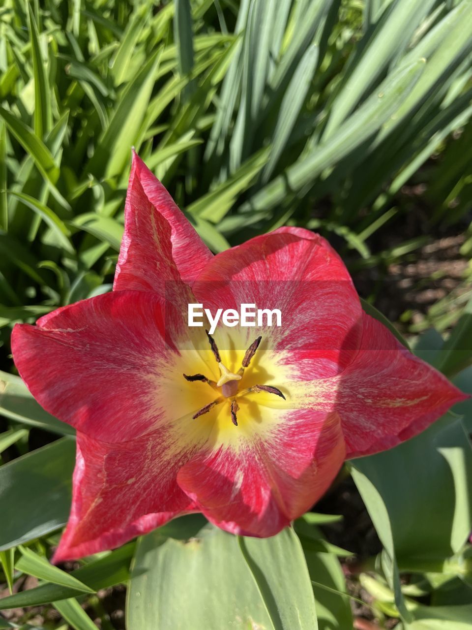 flower, plant, flowering plant, beauty in nature, freshness, petal, inflorescence, flower head, fragility, close-up, growth, nature, daylily, leaf, plant part, pollen, no people, red, botany, green, outdoors, focus on foreground, stamen, pink, day, blossom, lily, hibiscus, springtime