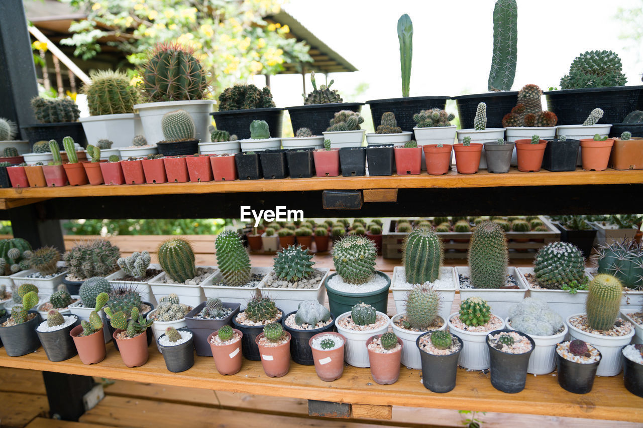 Potted plants for sale at market stall