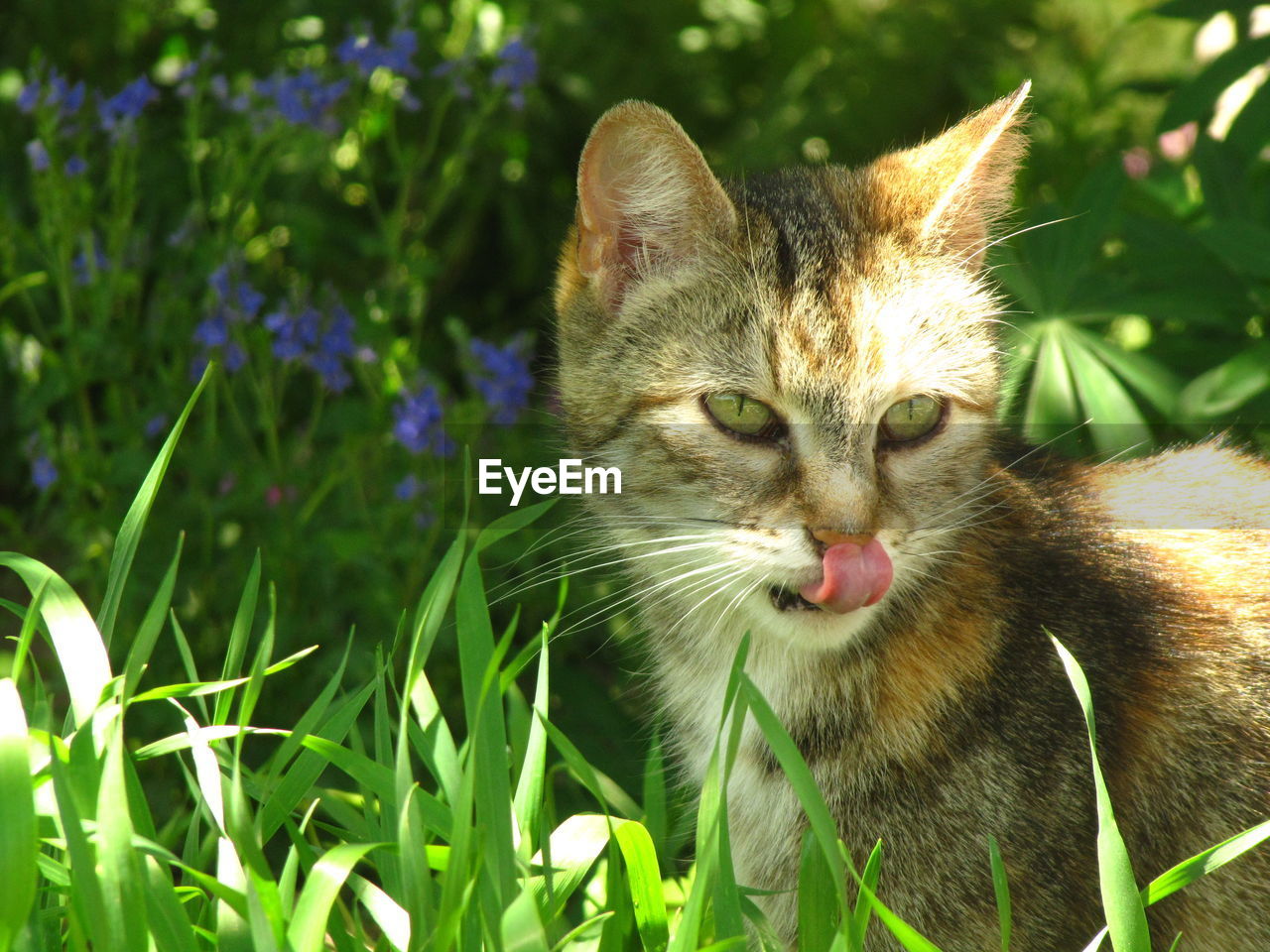 Close-up portrait of a cat